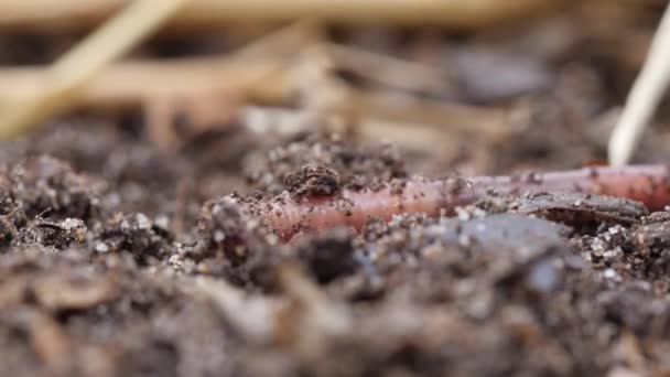 Gusano de tierra moviéndose en el suelo — Vídeos de Stock