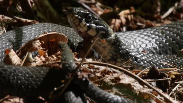 Gros plan d'un serpent d'herbe prenant un bain de soleil — Video