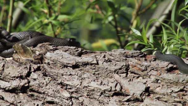 Falciatura di serpente d'erba su un tronco d'albero — Video Stock