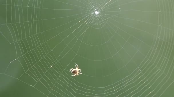 Kleine Spinne bastelt ein Netz — Stockvideo