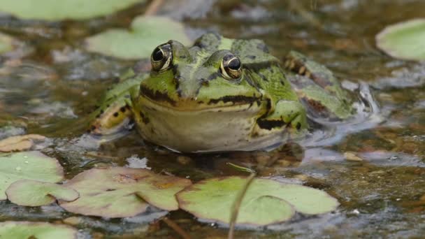 Zeitlupe eines essbaren Frosches, der sich ausruht und springt — Stockvideo