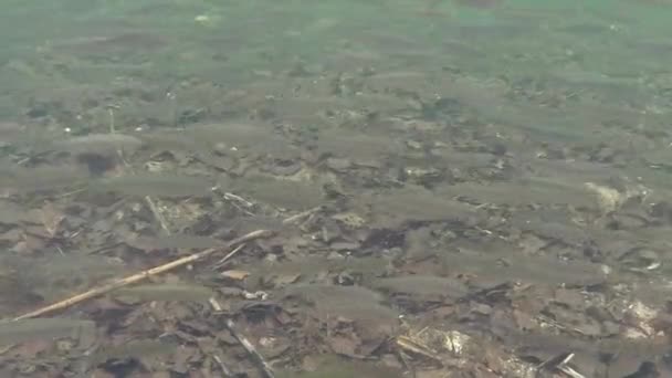 Sciame di bleak comuni e altre specie di pesci in un lago in Germania — Video Stock