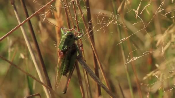 Zpívající samec bradavice kousat v suché trávě — Stock video