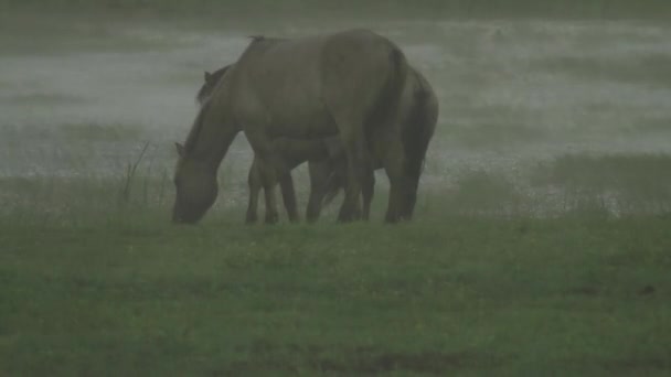 Vahşi atlar sırasında ağır bir yağmur fırtınası otlatma — Stok video