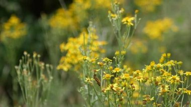 Çiçek açan solucan otu ragwort yavaş hareket ile bir tırtıl zinober güve