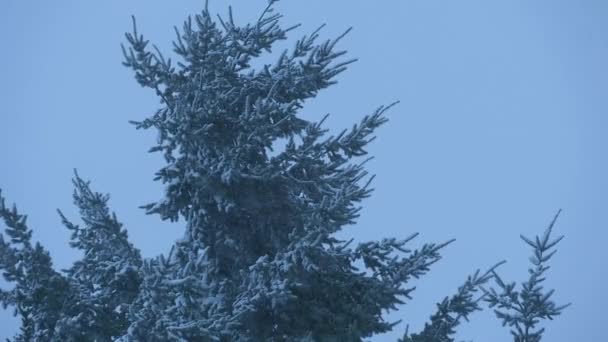 Slow motion of falling snow in front of a tree top — Stock Video