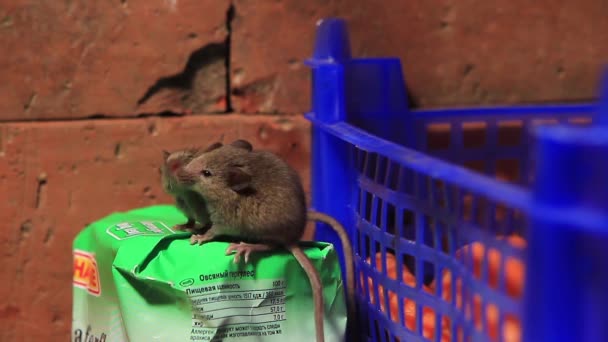 Twee jonge huis muizen probeert te openen een zak van Haver vlokken — Stockvideo