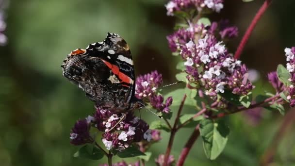 Movimento lento de uma borboleta que se alimenta de flores — Vídeo de Stock