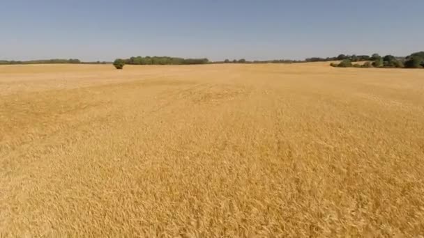 Aerial view of a field of ripe barley — Stock Video