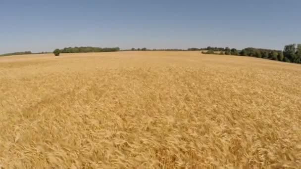 Tiefflug über ein Feld mit reifer Gerste — Stockvideo