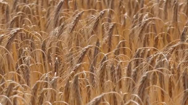 摇曳在风中，慢动作的熟大麦的特写 — 图库视频影像
