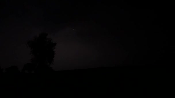 Silhouette d'un bouleau lors d'un orage nocturne — Video
