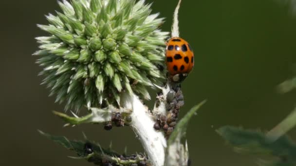 Harlequin lieveheersbeestje bladluizen voeden met een distel — Stockvideo