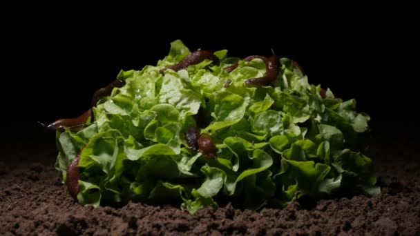 Временной отрезок испанских слизней, питающихся салатом — стоковое видео