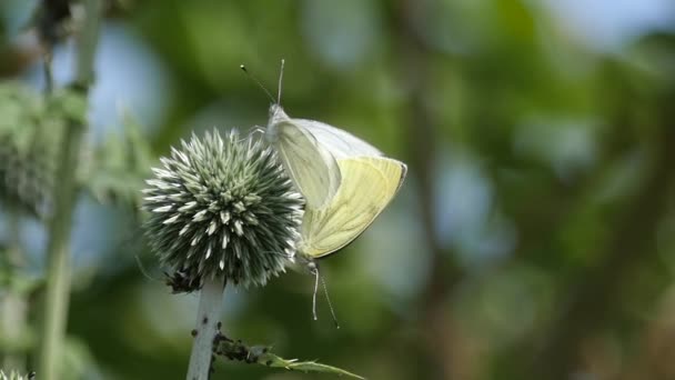 Slow motion of a couple of Small Whites mating on a thistle — Stock Video