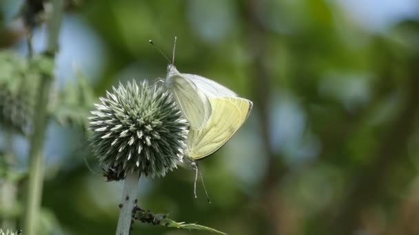 Zeitlupe von ein paar kleinen Weißen, die sich auf einer Distel paaren — Stockvideo