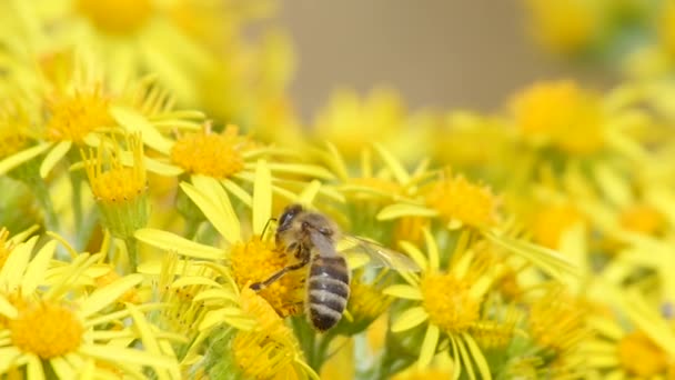 Honeybee worker collecting on tansy ragwort, slow motion — Stock Video