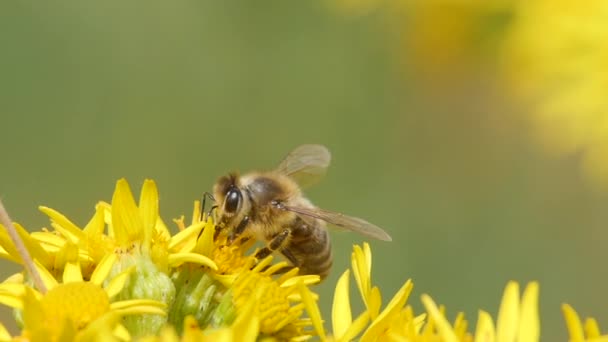 Movimento lento de um trabalhador de abelha coletando néctar em ragwort — Vídeo de Stock