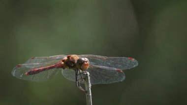 Yavaş başlayan ve açılış ortak Pasifik'ten oğlan