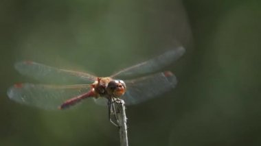 Ağır çekim bir yusufçuk açılış ve başlangıç