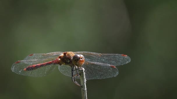 Slow motion of a Common darter starting and landing — Stock Video