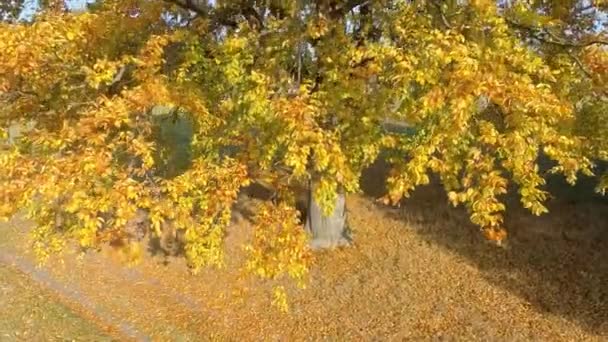 Vista aérea de un haya en otoño — Vídeo de stock