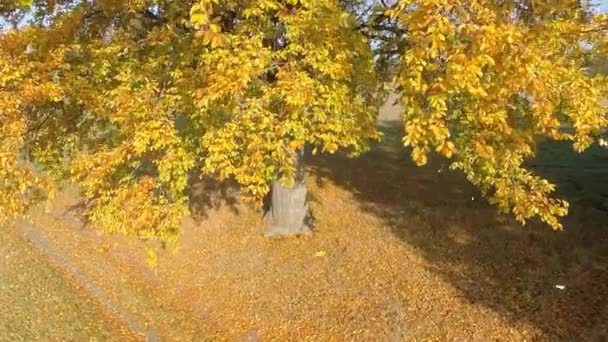 Incliné, remontant un arbre solitaire à l'automne avec paysage 