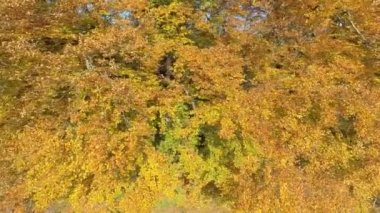 Sonbaharda bir kayın ormanı kenarında yavaş uçuş