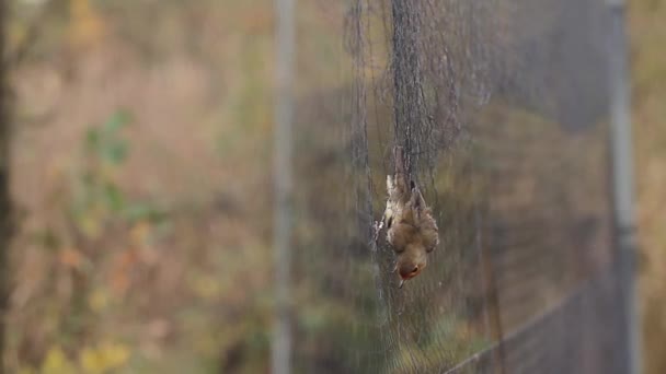 Rotkehlchen in Vogelfalle gefangen — Stockvideo