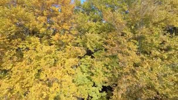 Moving from the bottom to the top of a beech tree in fall — Stock Video