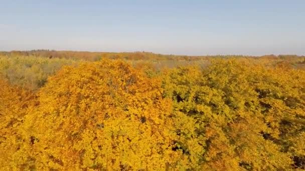 Vol lent à basse altitude au-dessus d'une forêt mixte en automne — Video