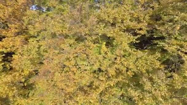 Langsamer Flug am Rande eines Laubwaldes im Herbst — Stockvideo