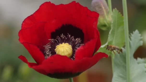 La cámara lenta de la abeja de miel a la flor de amapola — Vídeos de Stock