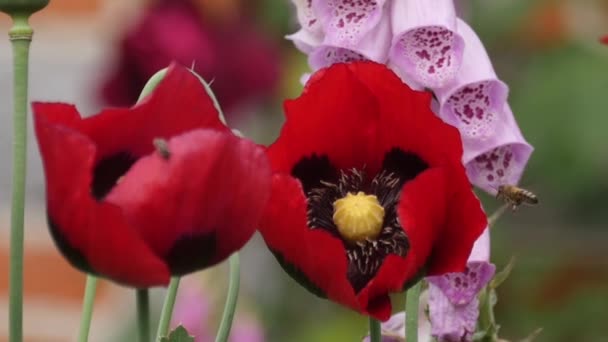 Slow motion of a honey bee worker landing on poppy — Stock Video