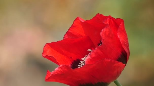 Slow motion van een honingbij landing op papaver — Stockvideo