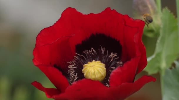 Slow motion van een honing honingbij werknemer bestuiving papaver — Stockvideo