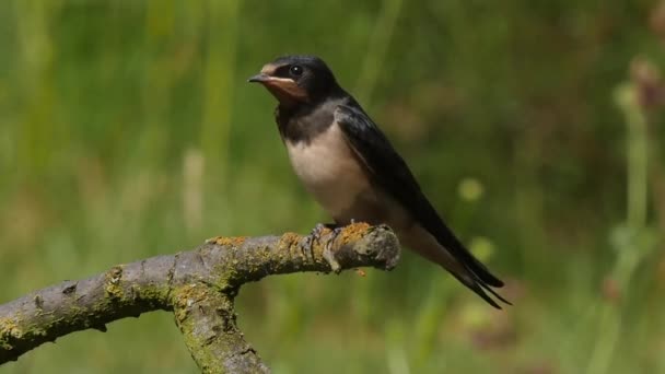 Slow motion av en ung ladusvalan start från en kvist — Stockvideo