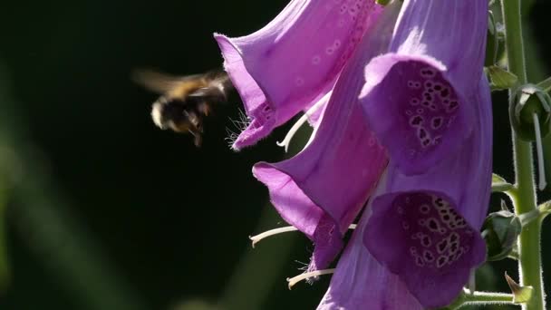 降落在一朵花的狐狸手套一只大黄蜂的慢镜头 — 图库视频影像
