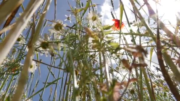Una vista muy estrecha de un campo con flores — Vídeo de stock