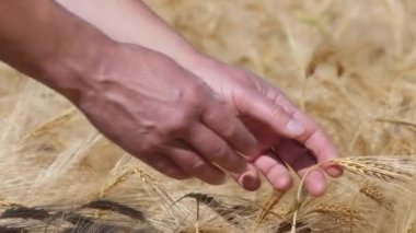 Ağır çekim olgun arpa test el