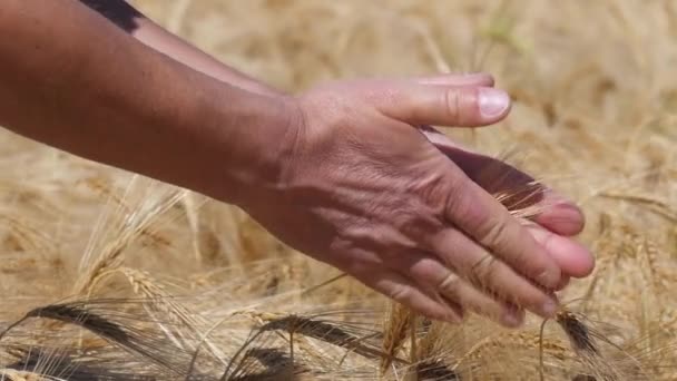 Slow motion of testing ripe barley — Stock Video