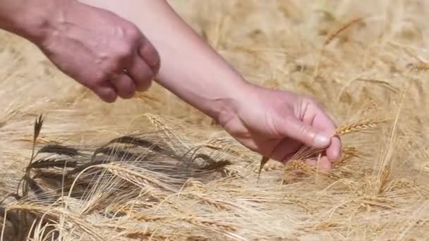 Adam malzeme çekme kulak olgun arpa, ağır çekim — Stok video