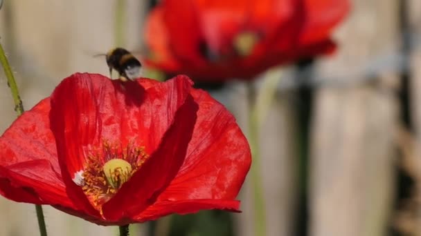 양 귀 비에 방문 하는 꿀벌의 슬로우 모션 — 비디오