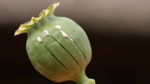 Primer plano de la maceta de semillas de amapola de opio con látex — Vídeo de stock