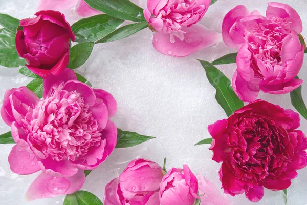 Pink blooming peonies, petals and green leaves in the water on white background. Composition of fresh flowers.