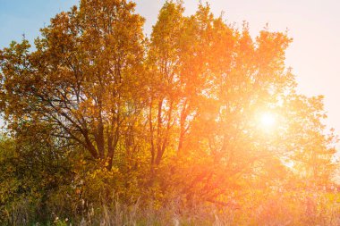 Ağaçlardaki sonbahar yaprakları sarı-turuncu, güneş yaprakların arasından geçiyor.