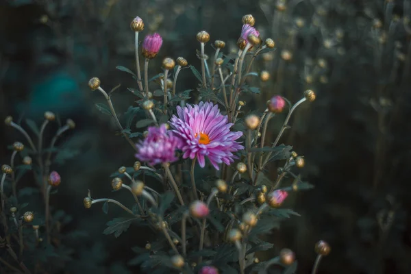 Άγρια Λουλούδια Κοντά Εξωτερικούς Χώρους Στο Πάρκο — Φωτογραφία Αρχείου