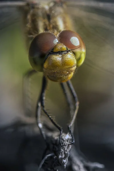 Dragonfly Κεφάλι Από Κοντά — Φωτογραφία Αρχείου