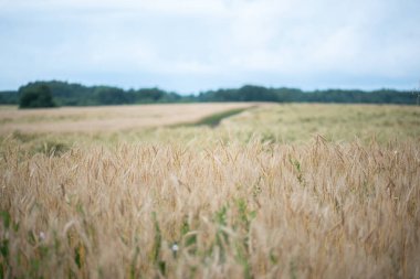 Tarlada olgunlaşan çavdar mahsulü, tarım