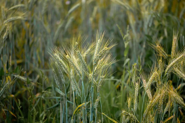 Rozs Termés Érlelés Területen Mezőgazdaság — Stock Fotó